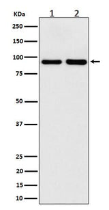 Anti-CSDE1 Rabbit Monoclonal Antibody Boster Bio