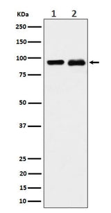 Anti-CSDE1 Rabbit Monoclonal Antibody Boster Bio