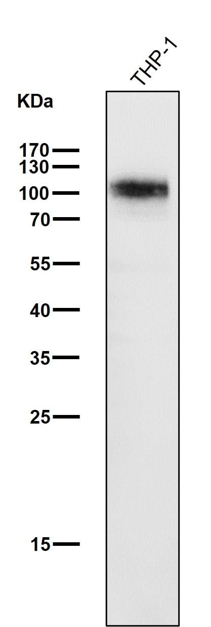 Anti-SIRP alpha Rabbit Monoclonal Antibody Boster Bio