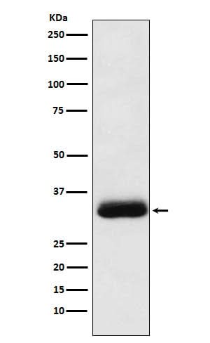 Anti-Alpha SNAP Rabbit Monoclonal Antibody Boster Bio