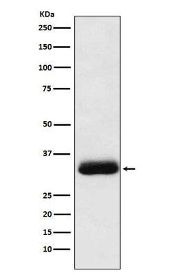 Anti-Alpha SNAP Rabbit Monoclonal Antibody Boster Bio