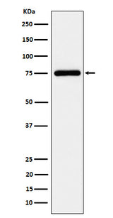 Anti-TUG Rabbit Monoclonal Antibody Boster Bio