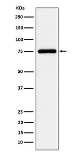 Anti-TUG Rabbit Monoclonal Antibody Boster Bio