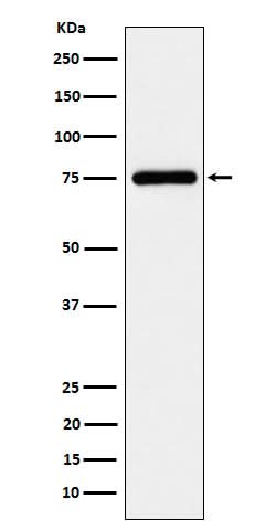Anti-TUG Rabbit Monoclonal Antibody Boster Bio