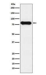 Anti-IGHD Monoclonal Antibody Boster Bio