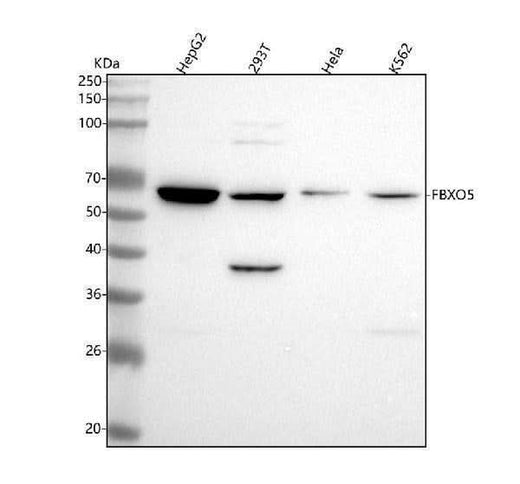 Anti-Emi1 Rabbit Monoclonal Antibody Boster Bio