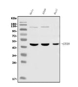 Anti-Cbx8 Antibody Picoband® (monoclonal, 8G7 Boster Bio