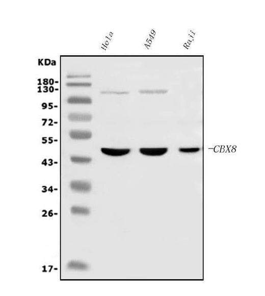 Anti-Cbx8 Antibody Picoband® (monoclonal, 8G7 Boster Bio