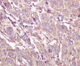 Anti-Caspase 5 CASP5 Rabbit Monoclonal Antibody Boster Bio
