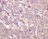Anti-Caspase 5 CASP5 Rabbit Monoclonal Antibody Boster Bio
