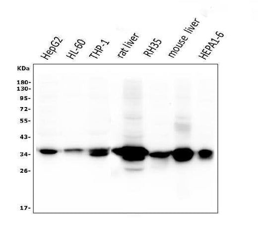 Anti-AKR1D1 Antibody Picoband® (monoclonal, 6I4 Boster Bio