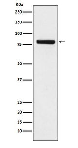 Anti-SEC23 Monoclonal Antibody Boster Bio