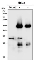 Anti-SNAP29 Rabbit Monoclonal Antibody Boster Bio