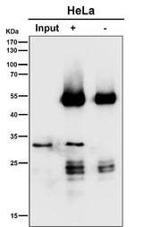 Anti-SNAP29 Rabbit Monoclonal Antibody Boster Bio