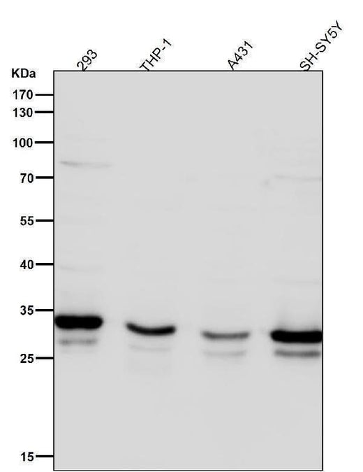 Anti-Syntaxin 4 Rabbit Monoclonal Antibody Boster Bio