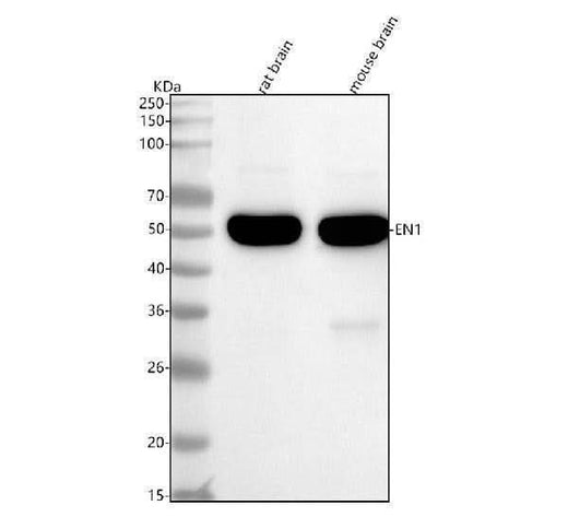 Anti-Engrailed 1 Rabbit Monoclonal Antibody Boster Bio
