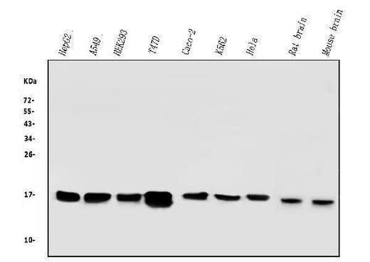 Anti-COX IV COX4I1 Antibody Picoband® (monoclonal, 4G11 Boster Bio