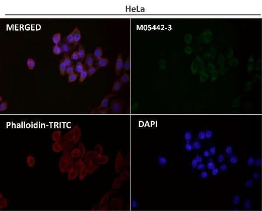 Anti-COX IV Rabbit Monoclonal Antibody Boster Bio