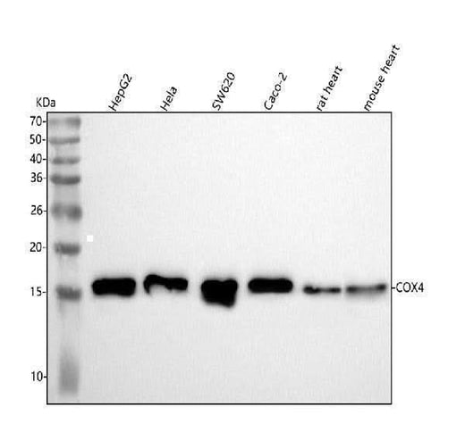 Anti-COX IV COX4I1 Rabbit Monoclonal Antibody Boster Bio