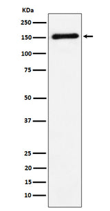 Anti-CNTN4 Rabbit Monoclonal Antibody Boster Bio