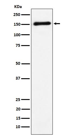 Anti-CNTN4 Rabbit Monoclonal Antibody Boster Bio