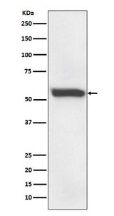 Anti-58K Golgi protein Rabbit Monoclonal Antibody Boster Bio