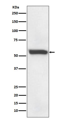Anti-58K Golgi protein Rabbit Monoclonal Antibody Boster Bio