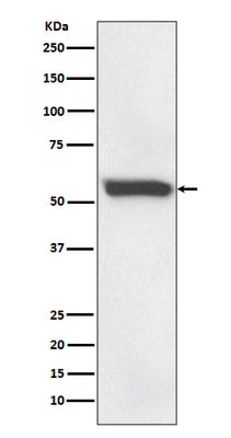 Anti-58K Golgi protein Rabbit Monoclonal Antibody Boster Bio