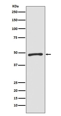 Anti-Zic1 Monoclonal Antibody Boster Bio