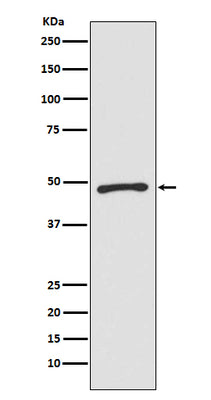 Anti-Zic1 Monoclonal Antibody Boster Bio