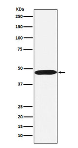 Anti-ACTL6A Monoclonal Antibody Boster Bio
