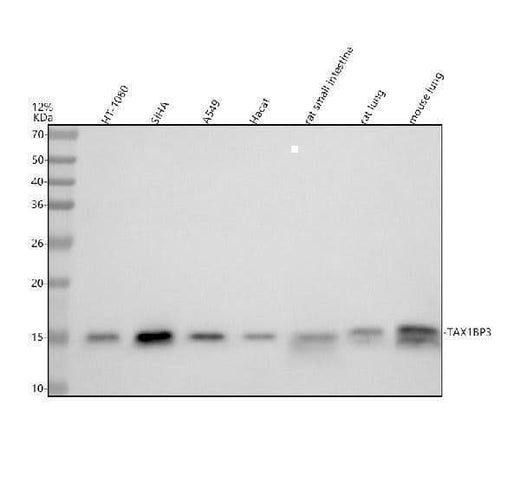 Anti-TAX1BP3 Monoclonal Antibody Boster Bio