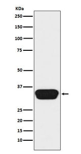 Anti-Otx1/2 Monoclonal Antibody Boster Bio