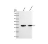 Anti-Otx1 Rabbit Monoclonal Antibody Boster Bio
