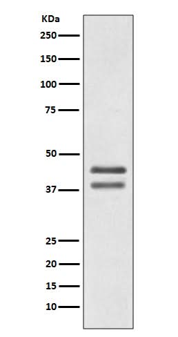 Anti-JunD Rabbit Monoclonal Antibody Boster Bio