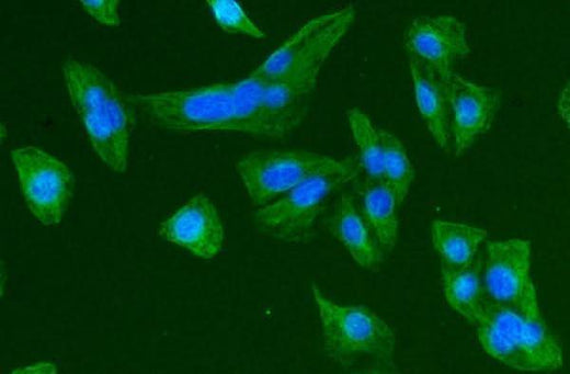 Anti-Beta Tubulin TUBB Antibody Picoband® (monoclonal, 2E11 Boster Bio