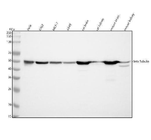 Anti-beta Tubulin Mouse Monoclonal Antibody Boster Bio