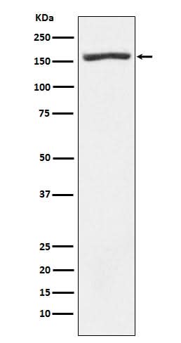 Anti-Nidogen 1 Rabbit Monoclonal Antibody Boster Bio
