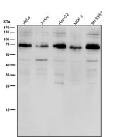 Anti-ACBD3 Rabbit Monoclonal Antibody Boster Bio