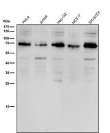 Anti-ACBD3 Rabbit Monoclonal Antibody Boster Bio