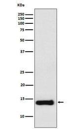 Anti-PROK1 Rabbit Monoclonal Antibody Boster Bio
