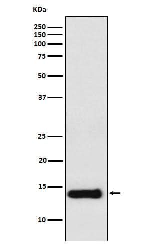 Anti-PROK1 Rabbit Monoclonal Antibody Boster Bio