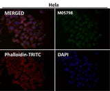 Anti-Cdc23/APC8 Rabbit Monoclonal Antibody Boster Bio