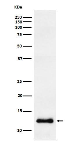 Anti-CCL23 Rabbit Monoclonal Antibody Boster Bio