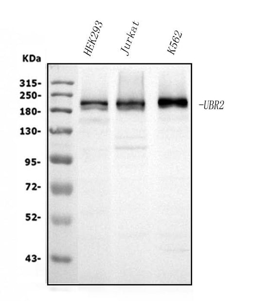 Anti-UBR2 Picoband® Antibody (monoclonal, 2G10 Boster Bio