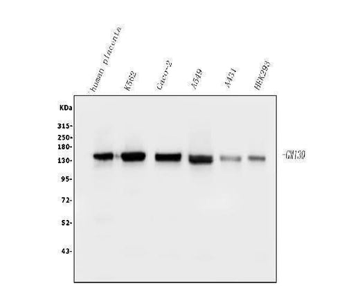 Anti-GM130 GOLGA2 Antibody Picoband® (monoclonal, 4G3 Boster Bio