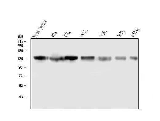 Anti-GM130 GOLGA2 Antibody Picoband® (monoclonal, 6D4 Boster Bio