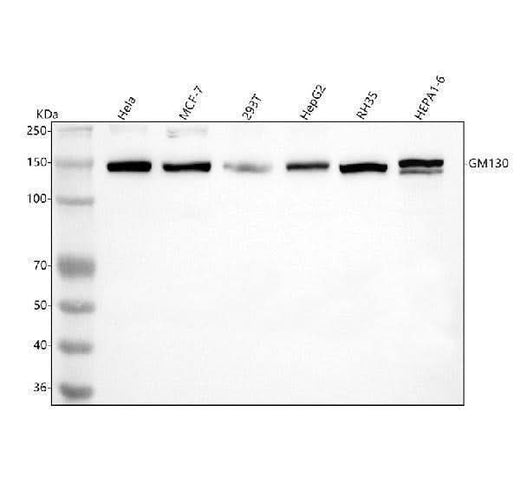 Anti-GM130 GOLGA2 Rabbit Monoclonal Antibody Boster Bio