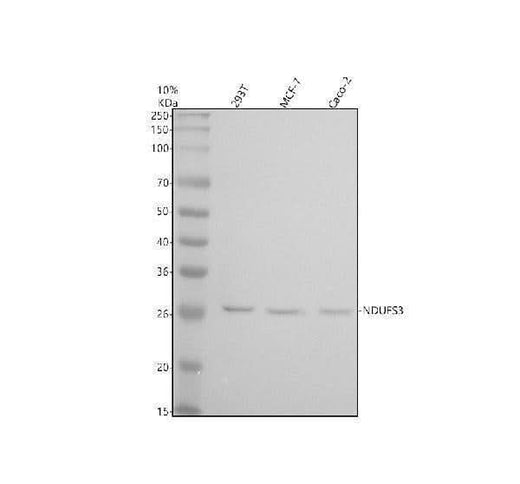 Anti-NDUFS3 Monoclonal Antibody Boster Bio