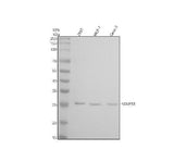 Anti-NDUFS3 Monoclonal Antibody Boster Bio